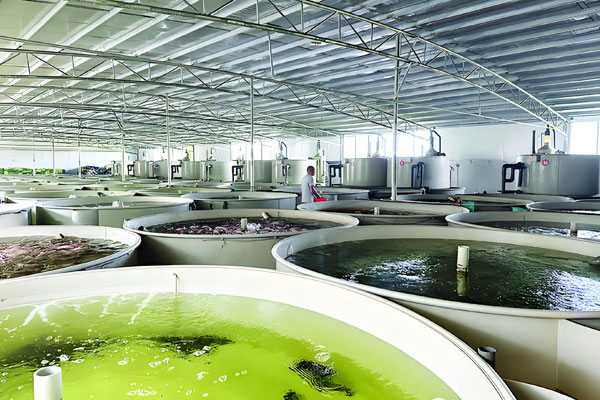 小白的你如何開始工廠化水產(chǎn)養(yǎng)殖之路?