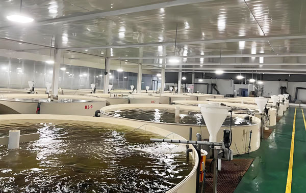 工廠化循環(huán)水養(yǎng)殖:引領(lǐng)漁業(yè)生產(chǎn)邁向可持續(xù)新時(shí)代