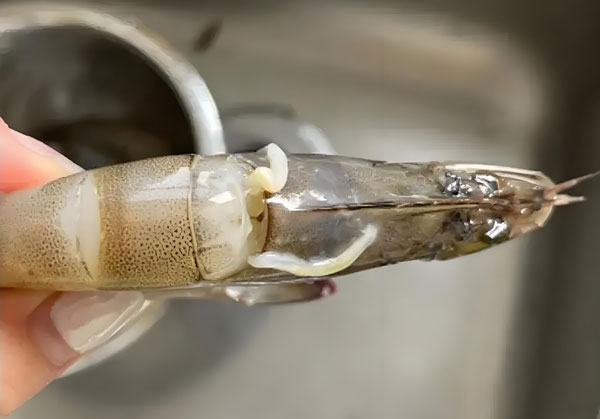 蝦頭里扯出的白線是“寄生蟲”嗎?