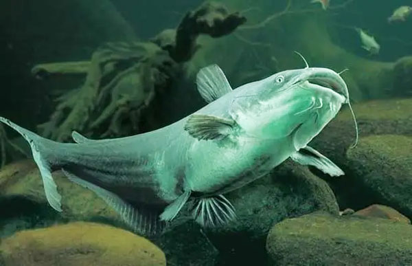 如何有效管理斑點(diǎn)叉尾鮰的飼料營養(yǎng)以滿足生長需求