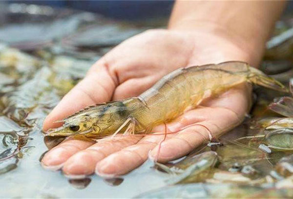 工廠化循環(huán)水養(yǎng)殖南美白對(duì)蝦技術(shù)分享