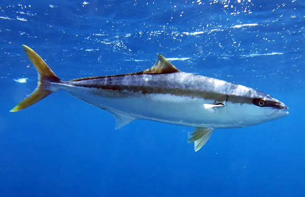 黃條鰤高密度養(yǎng)殖技術