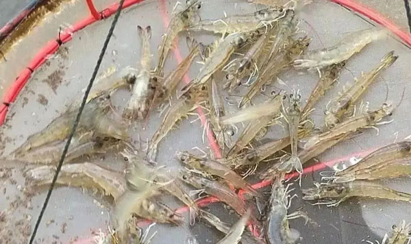 降溫對循環水養殖南美對蝦的影響?