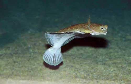 大菱鲆(多寶魚)循環水系統建設方案