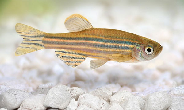 工廠化高密度養殖斑馬魚對水有什么要求?