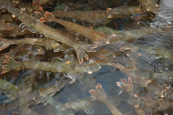 蝦頭里扯出的白線是“寄生蟲”嗎?