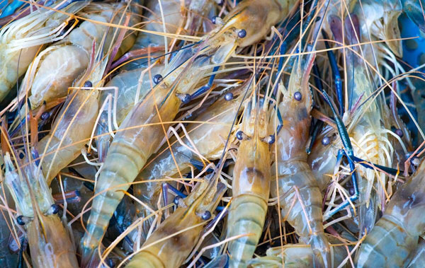 羅氏沼蝦夏季高溫季節養殖管理注意要點分享