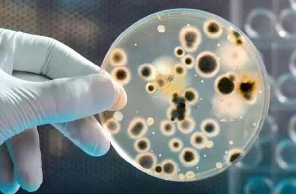 硝化細菌在工廠化水產養殖中的應用