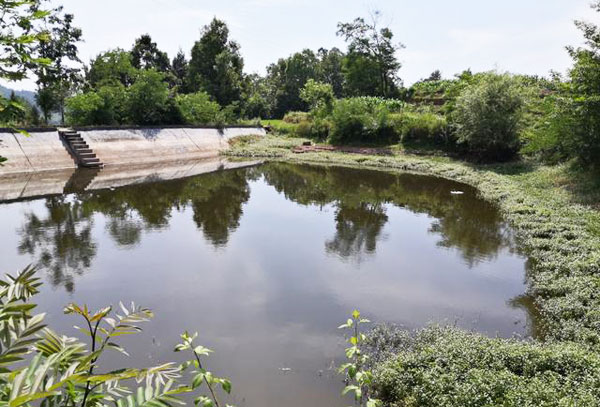 南美白養殖過程中一定要重視藻毒素對蝦的危害