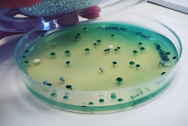 工廠化水產養殖:如何合理使用光合細菌?