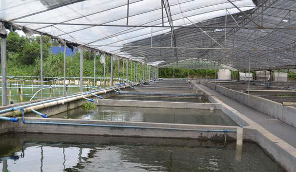 工廠化水產養殖:哪些因素會影響到氨氮、亞鹽的產生?