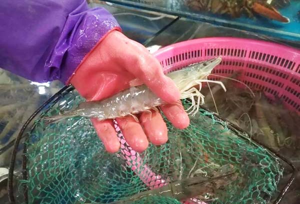 工廠化循環(huán)水養(yǎng)殖南美白對(duì)蝦的技術(shù)要點(diǎn)