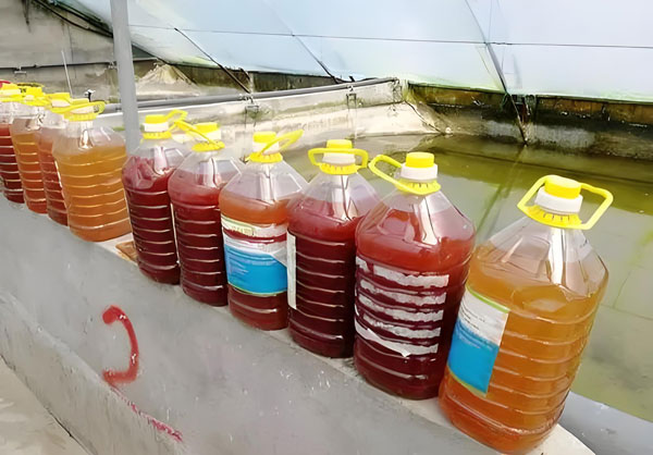 水產養殖光合細菌