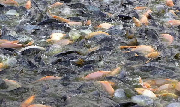 還在為魚(yú)類應(yīng)激反應(yīng)擔(dān)憂,看循環(huán)水養(yǎng)殖是如何高效規(guī)避的?