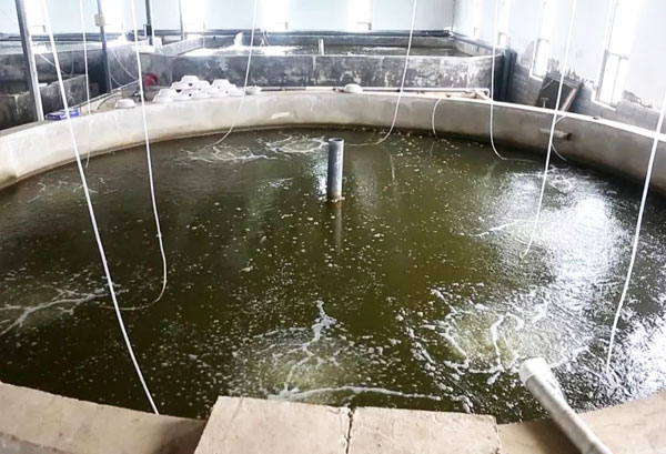 循環(huán)水養(yǎng)殖新模式更易被養(yǎng)殖戶青睞