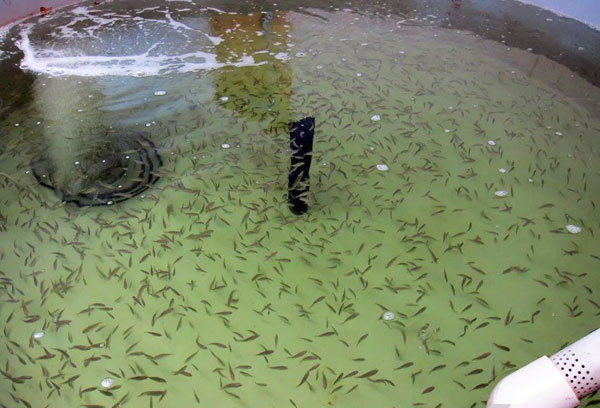 工廠化室內循環水養蝦,將成為水產養殖的新模式
