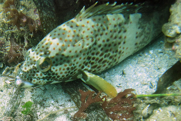 工廠化室內循環水養殖 幫助石斑魚安全越冬