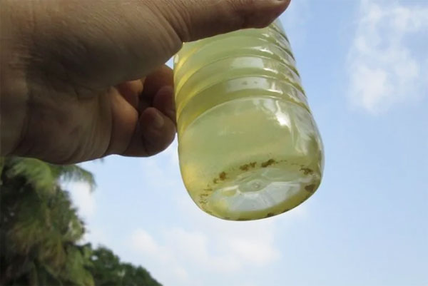 水中懸浮物對魚類的危害