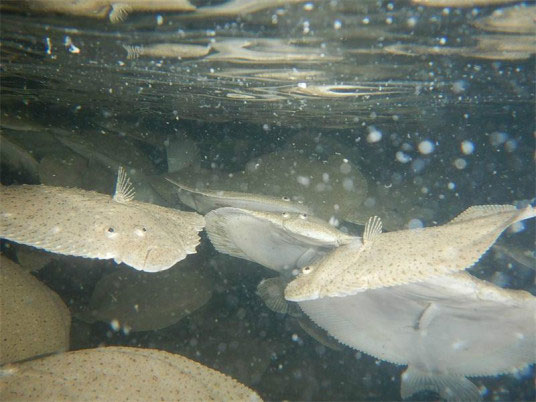 循環水養殖中重要的水質指標