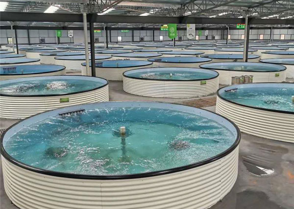 工廠化循環水養殖實現多重效益，是未來水產養殖的重要模式