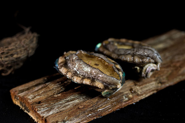 鮑魚工廠化水產養殖技術分析