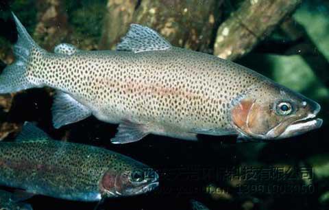 哲羅魚工廠化封閉循環(huán)水養(yǎng)殖