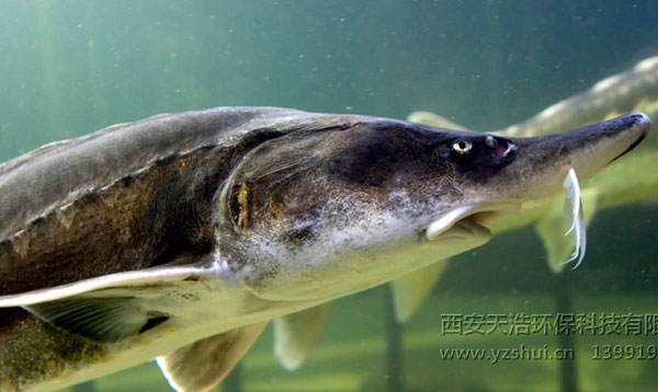 鱘魚工廠化循環水養殖