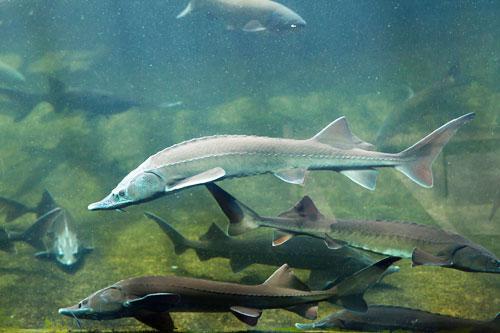 鱘魚工廠化循環(huán)水養(yǎng)殖設(shè)計(jì)方案