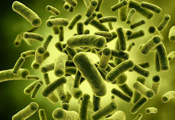 有效菌群改善微環境降解循環水養殖水體亞硝酸鹽含量